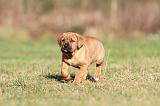 TOSA INU 150